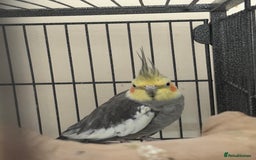 Cockatiels birds for sale: Cockatiel couple with cage and accessories  - Image 4