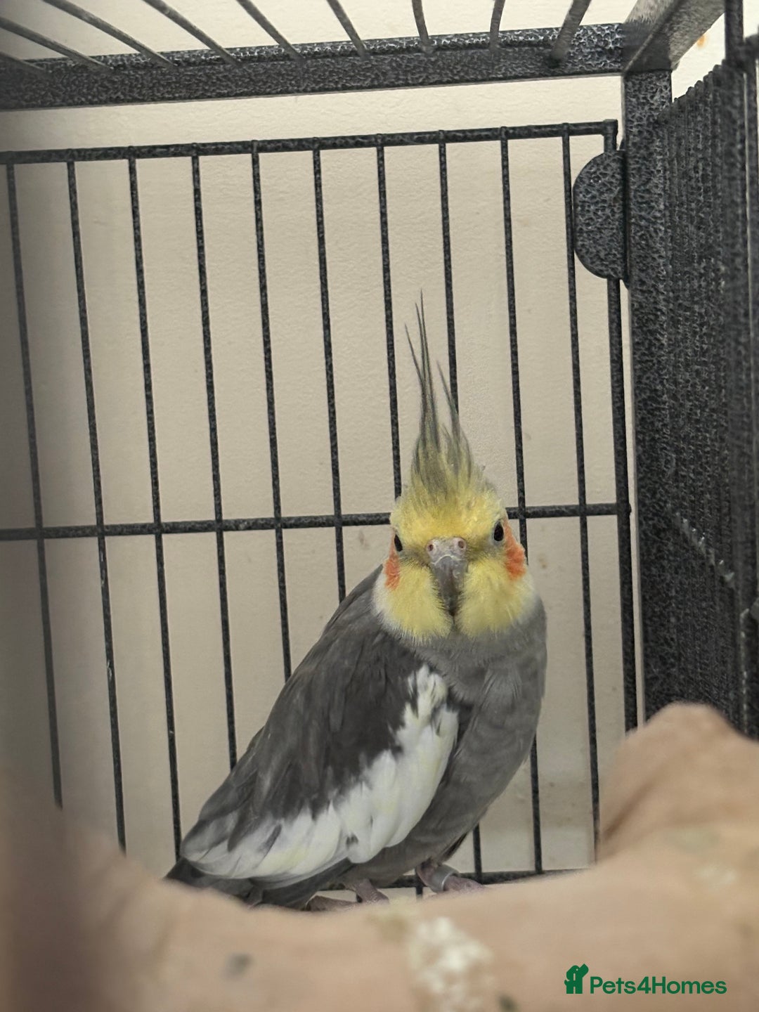 Cockatiels birds for sale: Cockatiel couple with cage and accessories  - Image 4