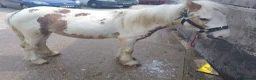 Irish Cob horses for sale: White and red stallion colt - Advert 4