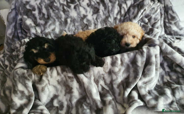 Toy Poodle dogs - Advert 8