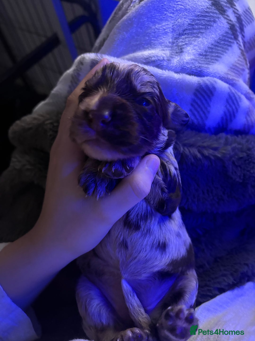 Cocker Spaniel dogs for sale: Cocker spaniel puppies - AVAILABLE 01/01/26  - Image 12