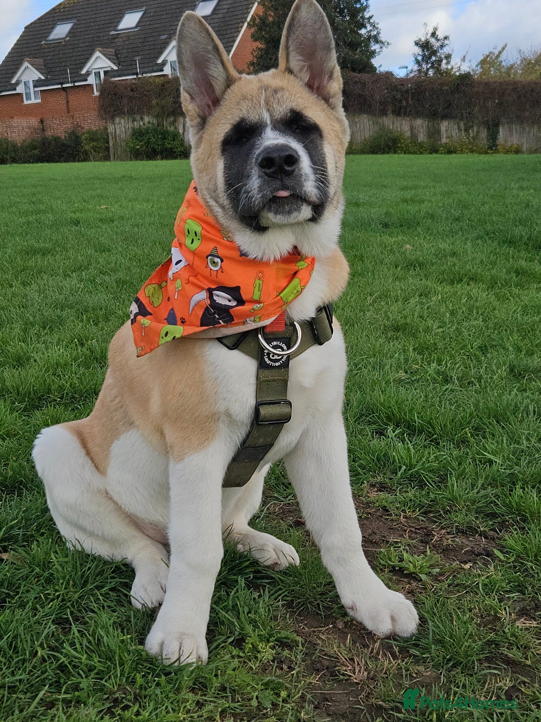 Akita dogs for sale: For rehome  - Image 10
