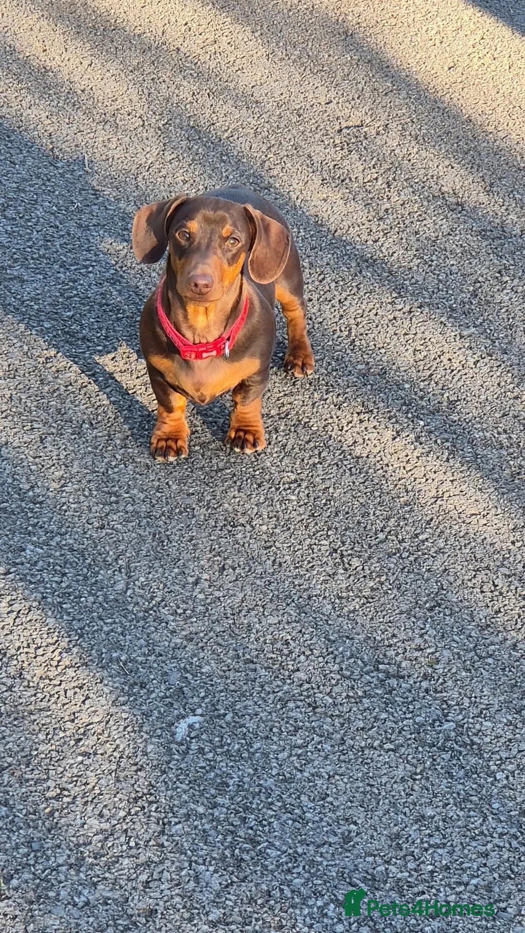 Miniature Dachshund dogs for stud: STUD available  - Advert 15