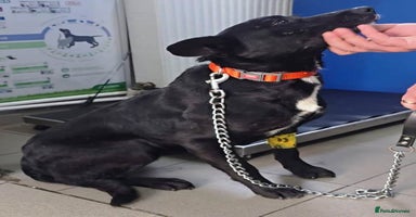 Mixed Breed dogs - Advert 2