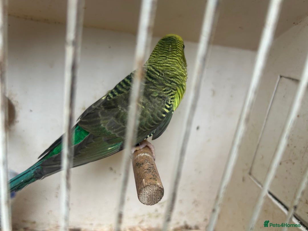 Budgerigars birds for sale: Budgies for sale, black wings, all in good health  - Image 11