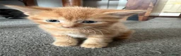 Mixed Breed cats for sale: Beautiful coloured part maincoon babies - Advert 3