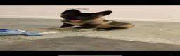 Akita dogs for sale: American Akita pup - Advert 5