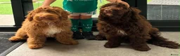 Cockapoo dogs for sale: Sarah - Advert 9