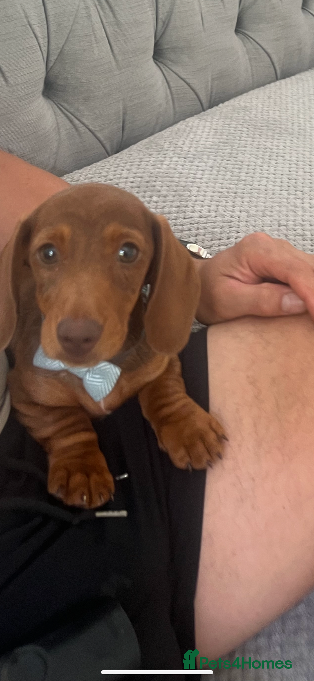 Miniature Dachshund dogs for sale: Miniature dachshund - Image 3
