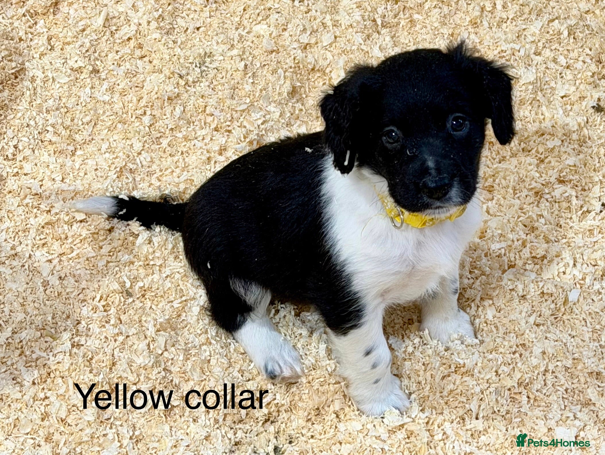 Sprollie dogs Sprollie puppies from experienced breeder - Advert 1