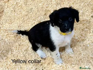 Sprollie dogs Sprollie puppies from experienced breeder - Advert 13