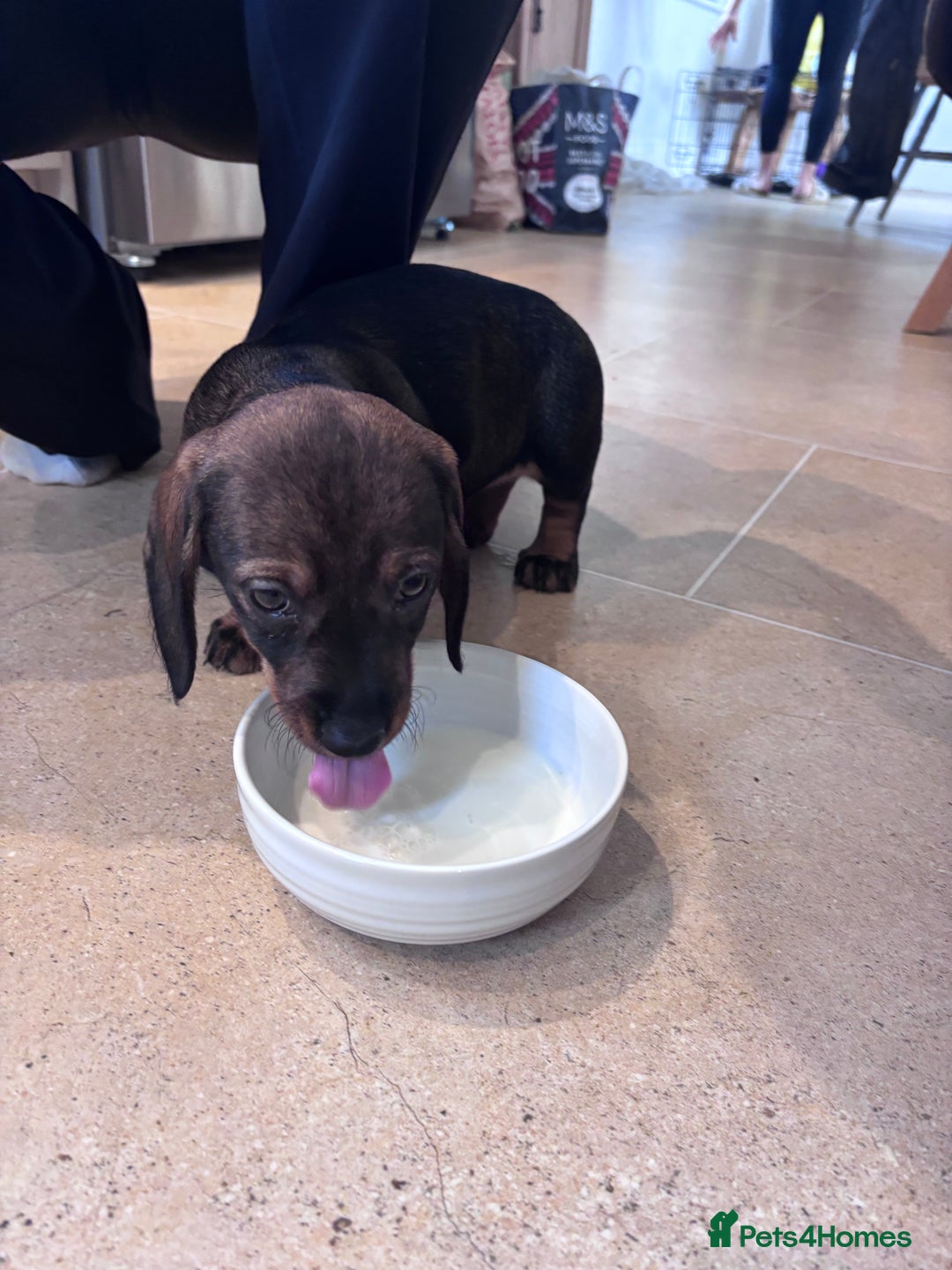 Dachshund dogs for sale: Wire haired dachshund (teckle) - Advert 4