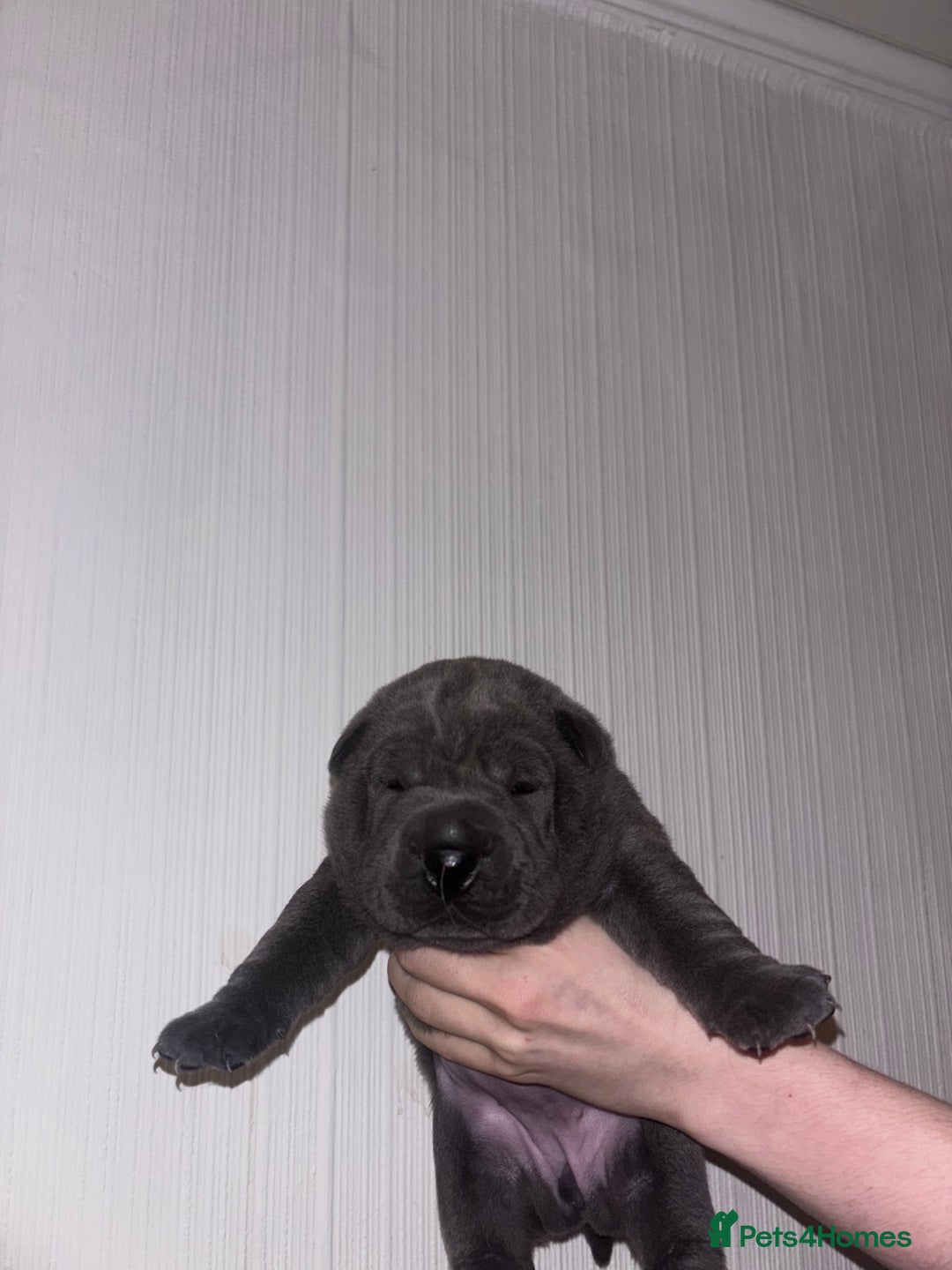Shar Pei dogs for sale: 3 Shar pei girls  - Image 3