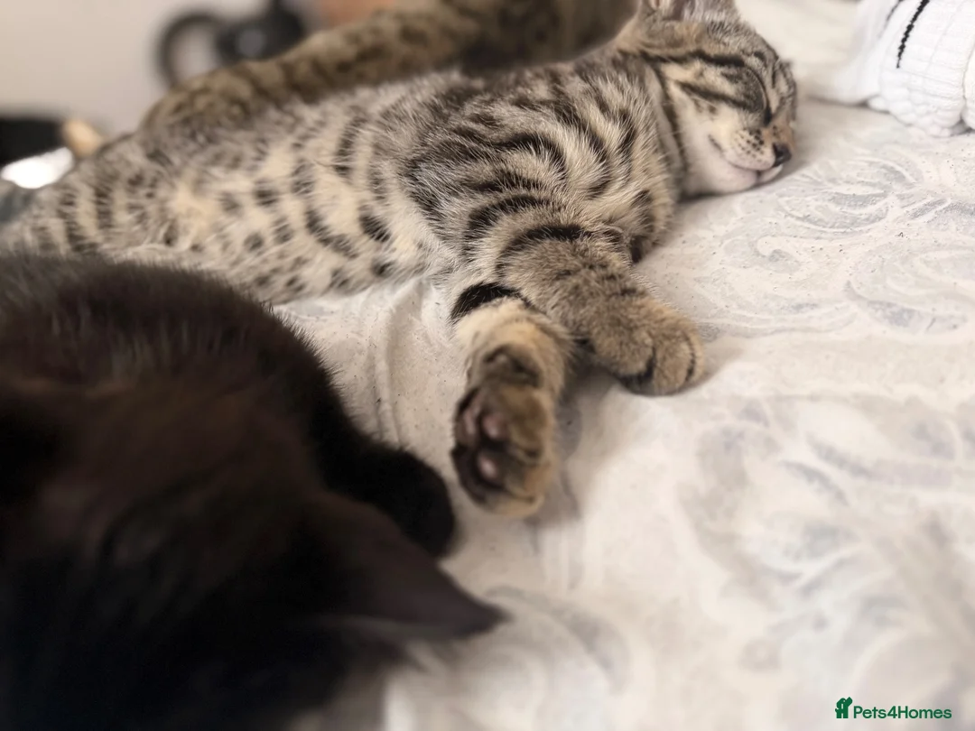 Mixed Breed cats for sale: Kittens  in Portsmouth - Advert 2