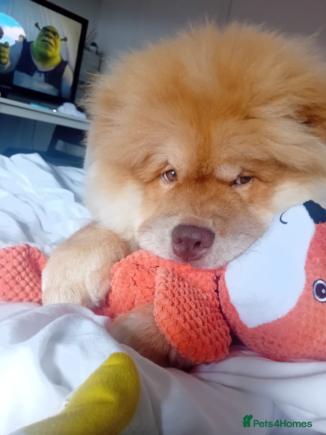 Chow Chow dogs for stud: Chowmazing  - Image 10