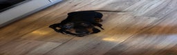 Miniature Dachshund dogs for sale: 1 year old female mini dachshund  - Advert 2