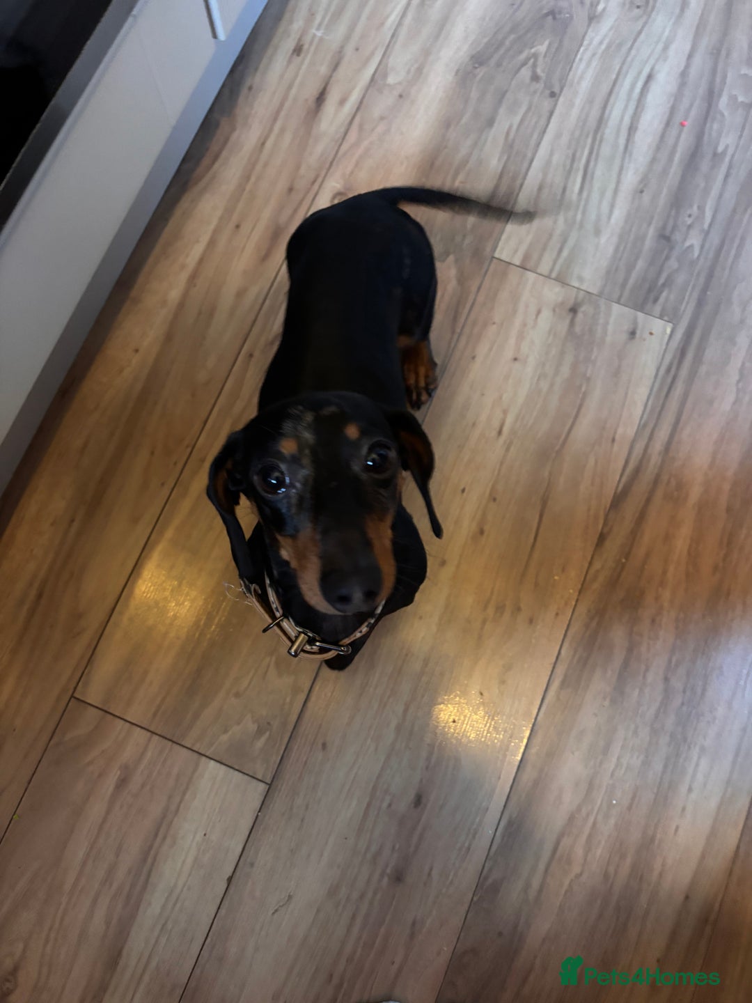 Miniature Dachshund dogs for sale: 1 year old female mini dachshund  - Advert 2