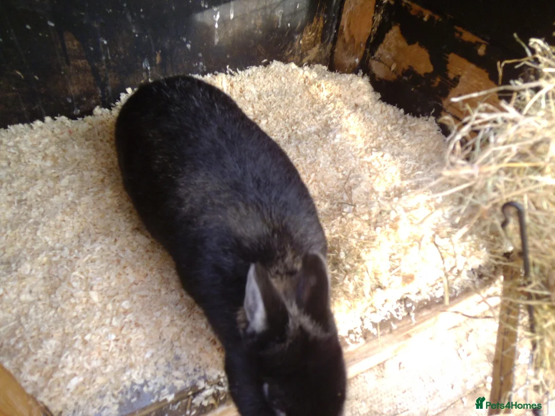 Mixed Breed rabbits for sale: ready to forever homes - Advert 3