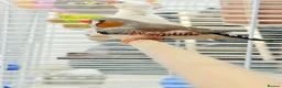 Finches birds for sale: Zebra finches  - Advert 8
