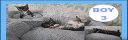Mixed Breed cats for sale: Beautiful kittens for sale  - Advert 4