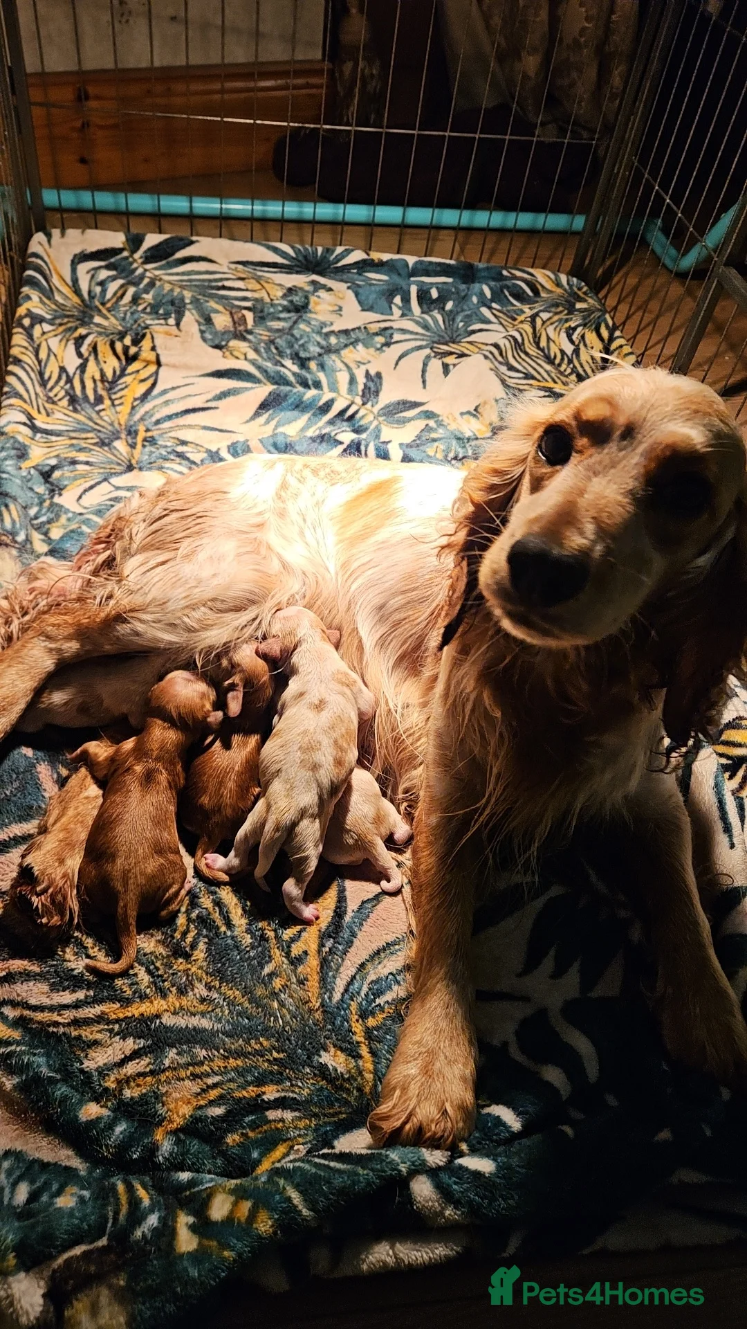 Cocker Spaniel dogs for sale: Stunning show KC Registered Cocker Spaniel pups in Omagh - Advert 2