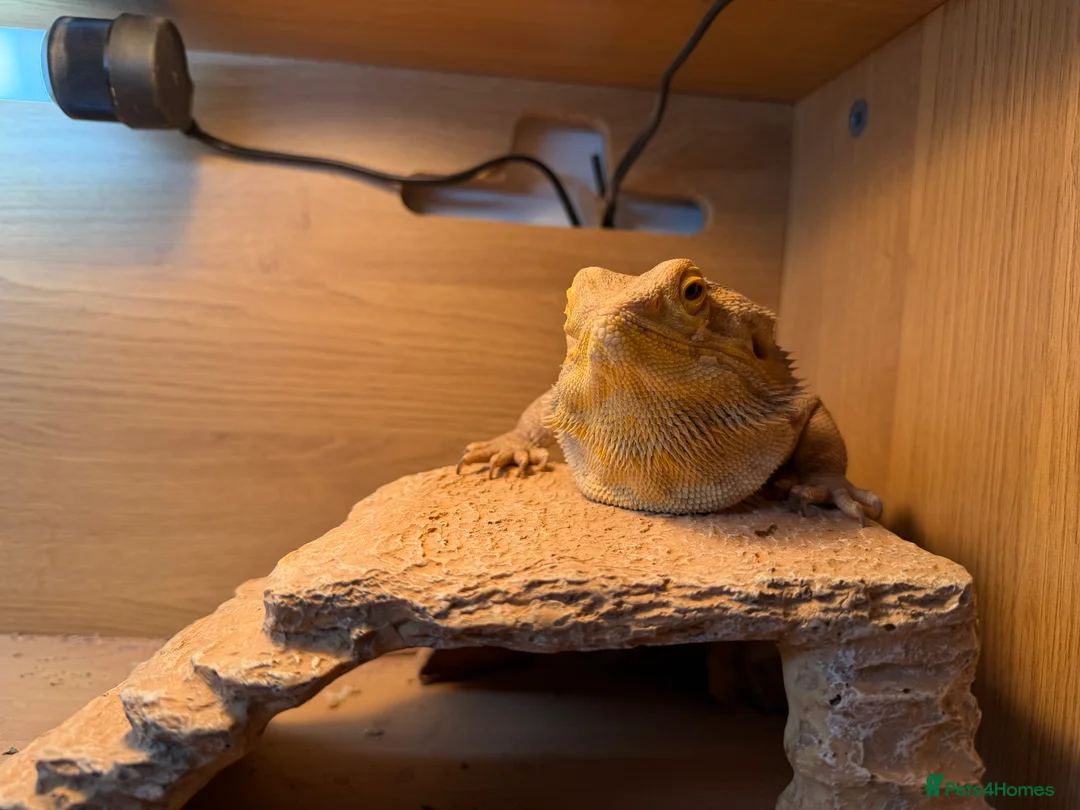 Bearded Dragon reptiles for sale: Male bearded dragon  - Advert 1