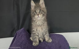 Maine Coon cats for sale: Maine coon kittens ready  - Image 2