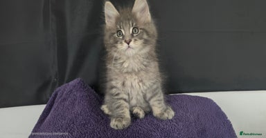 Maine Coon cats - Advert 6