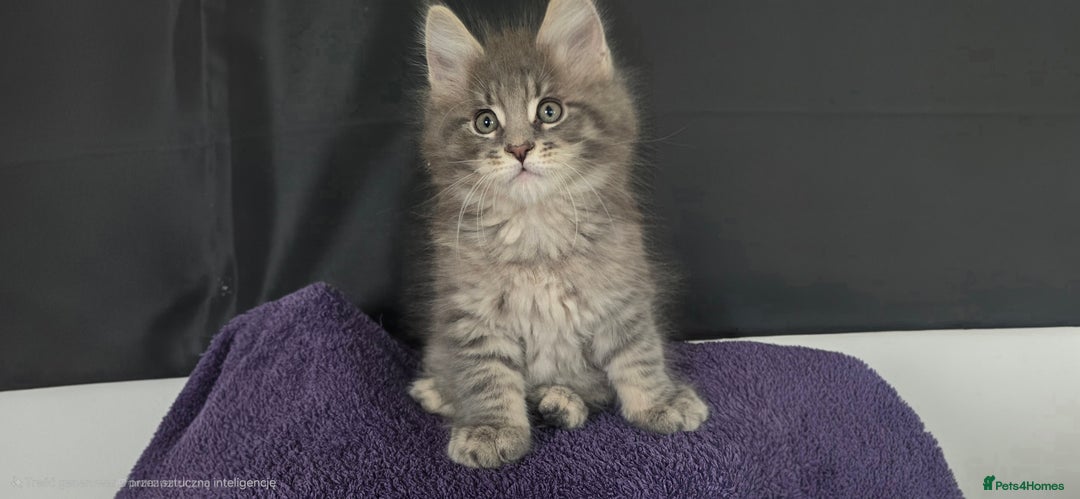 Maine Coon cats for sale: Maine coon kittens ready  - Image 2