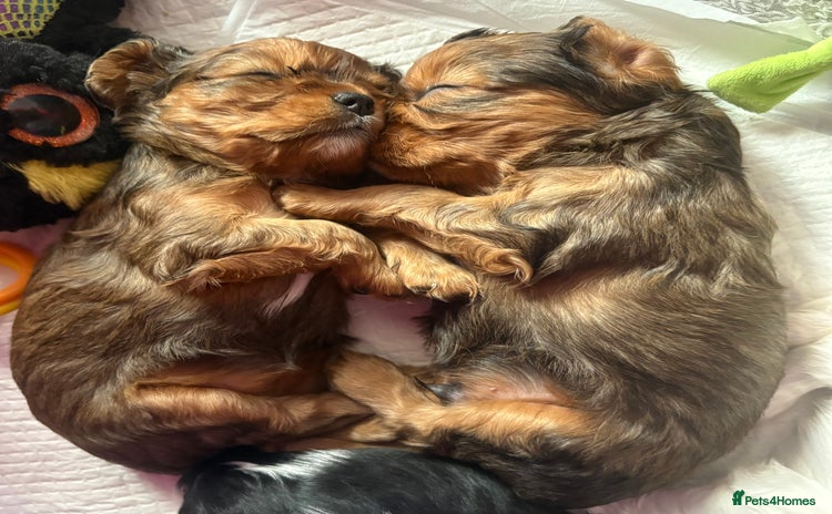 Cavalier King Charles Spaniel dogs - Advert 8