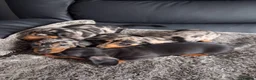Miniature Dachshund dogs for sale: Miniature dachshund puppies boys and girls - Advert 4