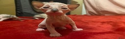 Sphynx cats for sale: Truly unique sphinx kittens 😍🥰🥰 - Advert 14