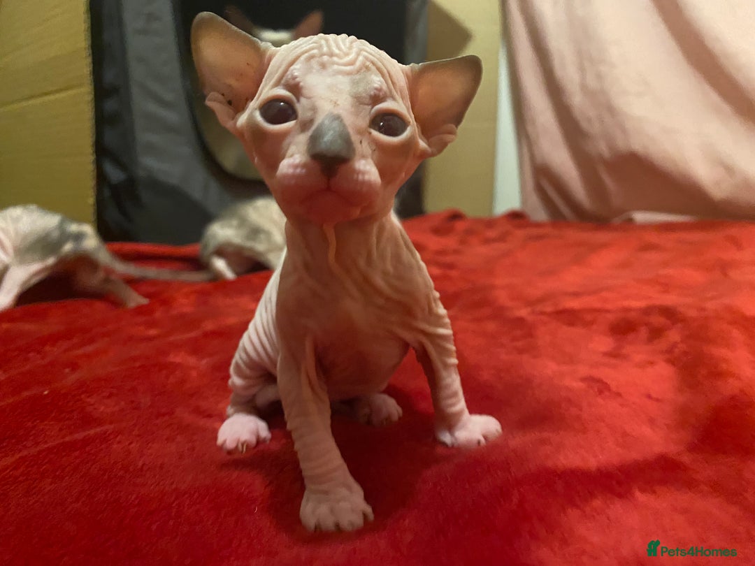 Sphynx cats for sale: Truly unique sphinx kittens 😍🥰🥰 - Advert 14