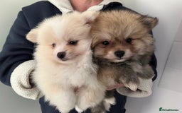 Pomeranian dogs for sale: Pomeranian - Image 2