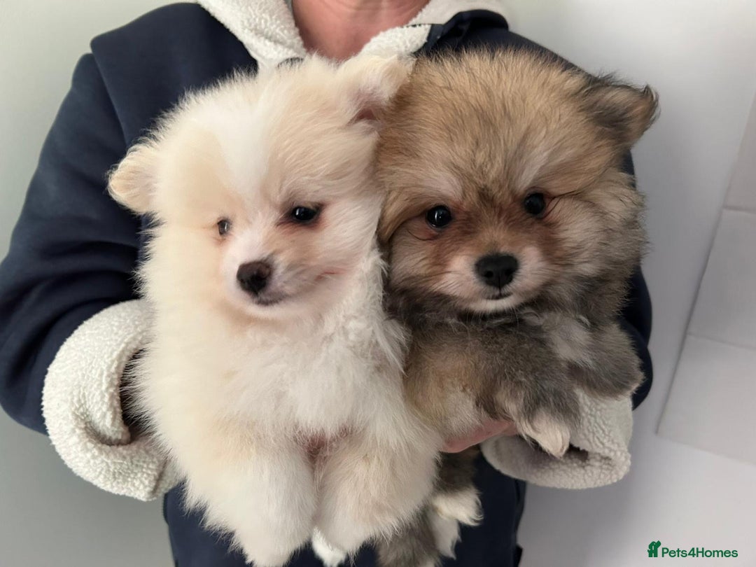 Pomeranian dogs for sale: Pomeranian - Image 2