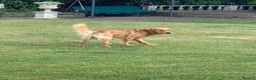 Golden Retriever dogs for stud: Proven Golden Retreiver for stud  in Hassocks - Advert 5