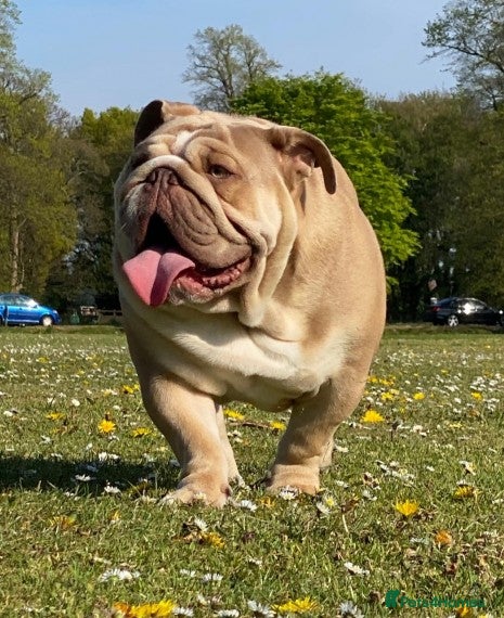 English Bulldog dogs Ronnie Kray! Available for stud in Liverpool - Advert 2