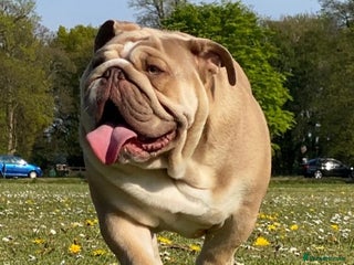 English Bulldog dogs Ronnie Kray! Available for stud in Liverpool - Advert 1