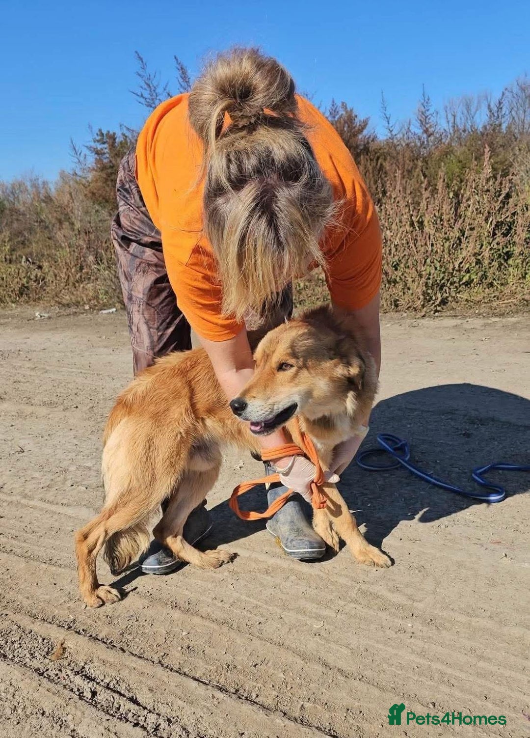 Mixed Breed dogs for adoption: Fox - Milton Keynes  - Advert 4