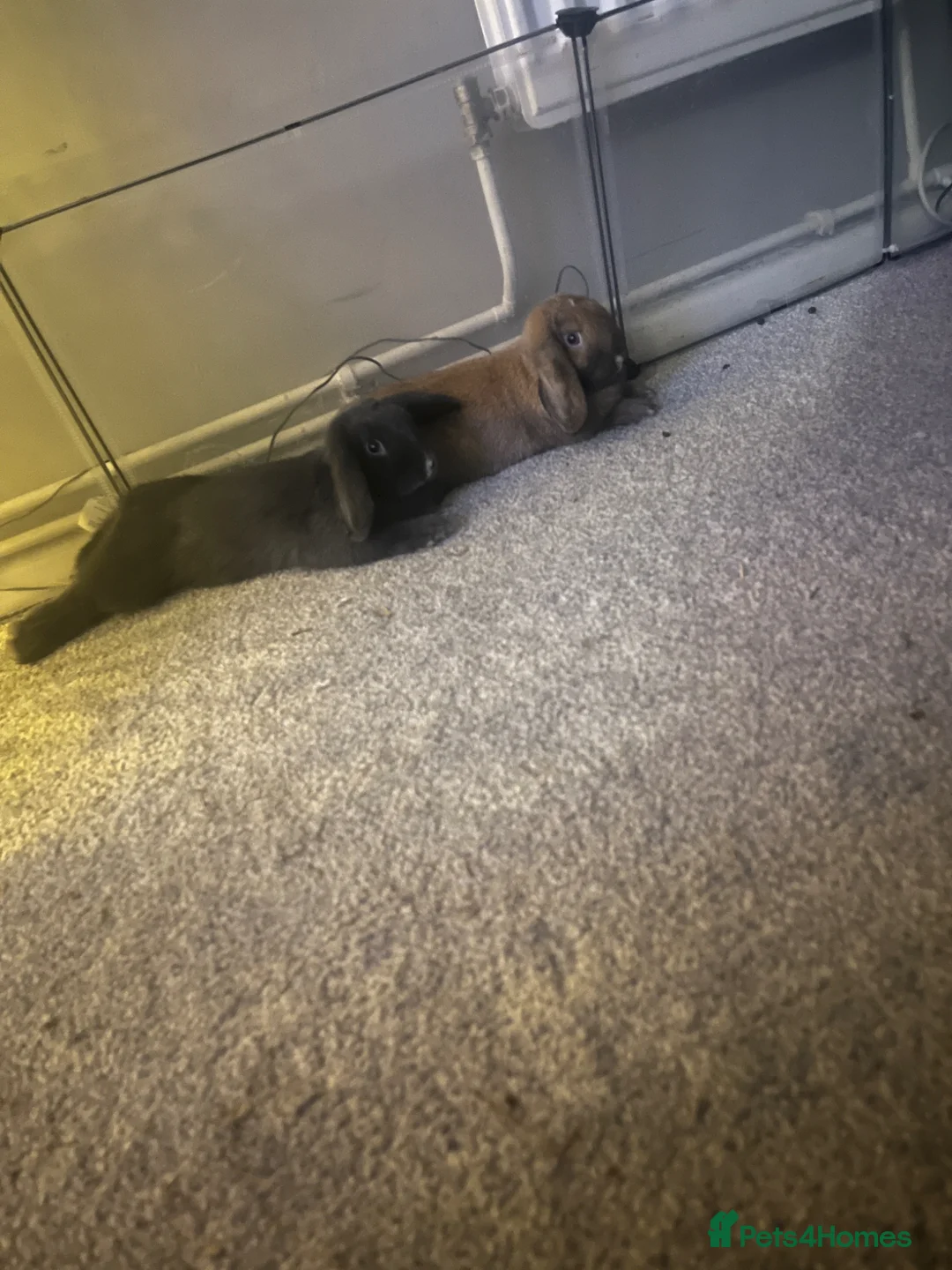 Mini Lop rabbits for sale: Two beautiful mini lops - Advert 2