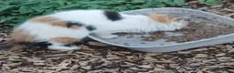 Mixed Breed cats for sale: Barn kittens for sale  - Advert 5