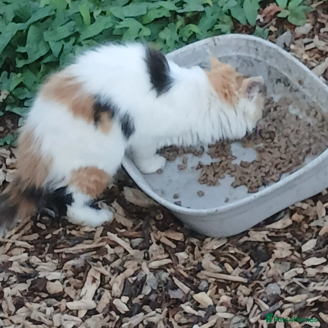Mixed Breed cats for sale: Barn kittens for sale  - Advert 5