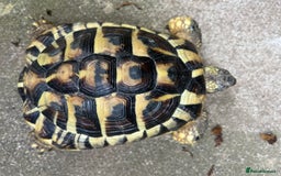 Hermann Tortoise reptiles for sale: Two Beautiful Hermanns Tortoises - Image 4