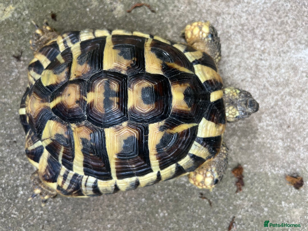 Hermann Tortoise reptiles for sale: Two Beautiful Hermanns Tortoises - Image 4