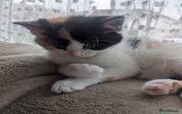 Mixed Breed cats for sale: Ready to leave kittens - Image 5