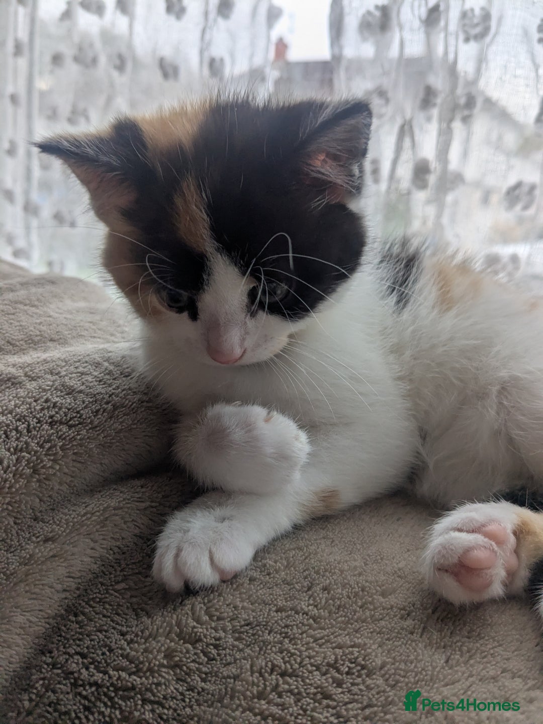 Mixed Breed cats for sale: Ready to leave kittens - Image 5