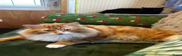 Mixed Breed cats for sale: Ginger mix with ragdoll  - Advert 3