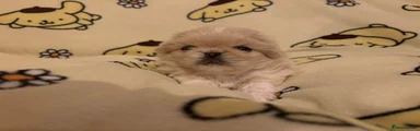 Pekingese 2
