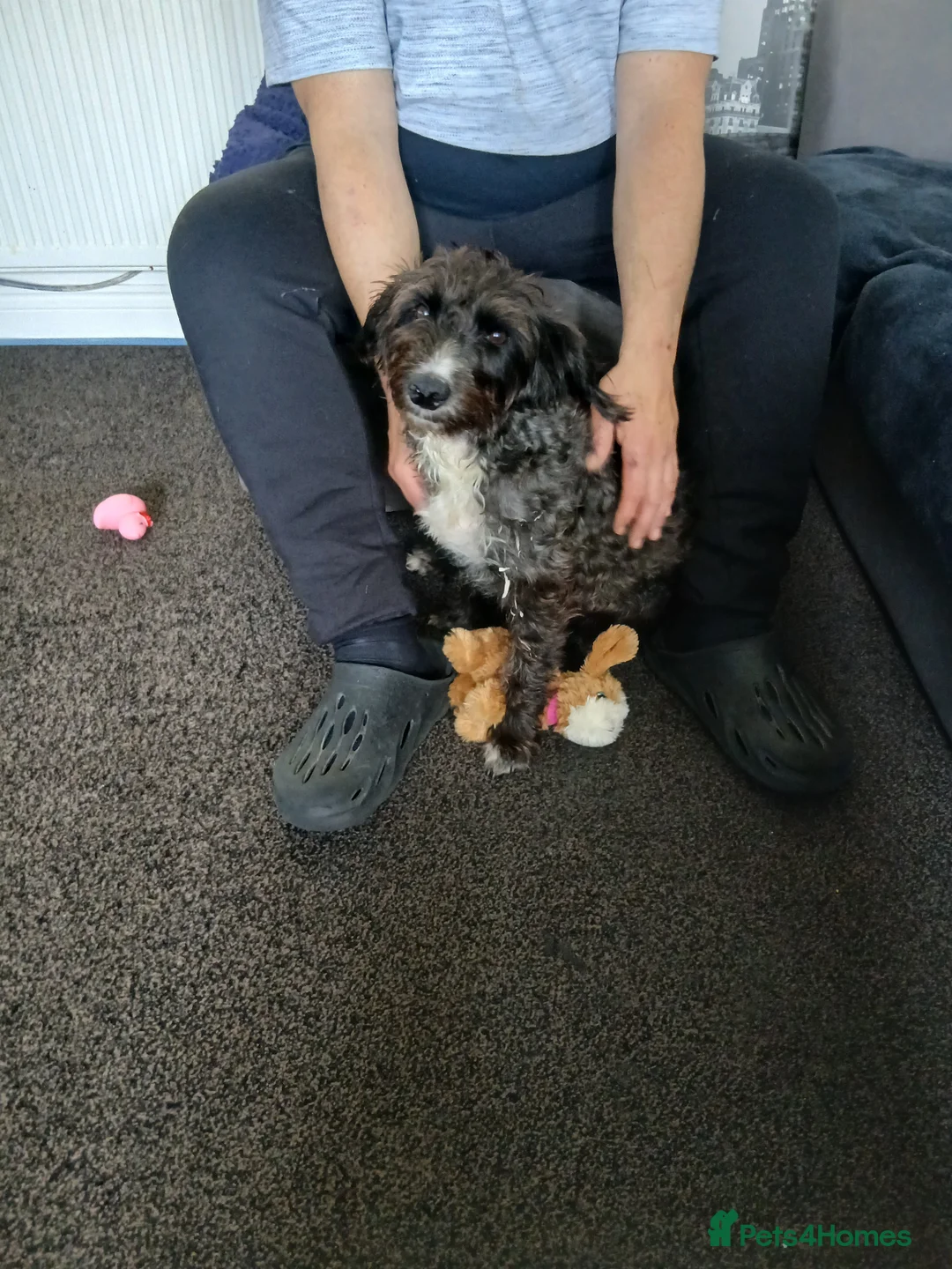 Sprocker dogs for sale: sprocker  puppies  - Advert 1