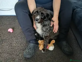 Sprocker dogs sprocker puppies - Advert 1